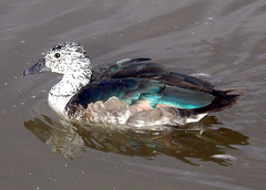 Comb Duck